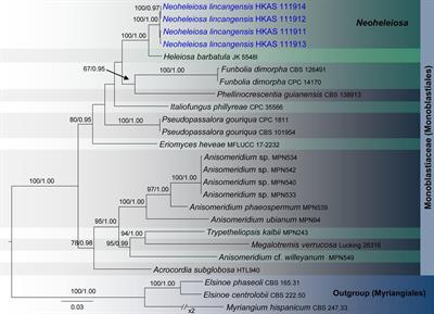 Morpho-Phylo Taxonomy of Novel Dothideomycetous Fungi Associated With Dead Woody Twigs in Yunnan Province, China